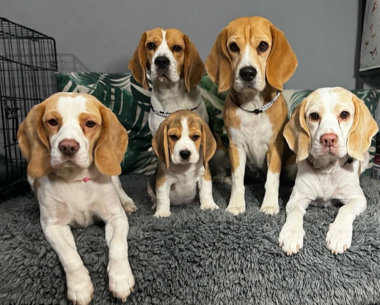Beagle