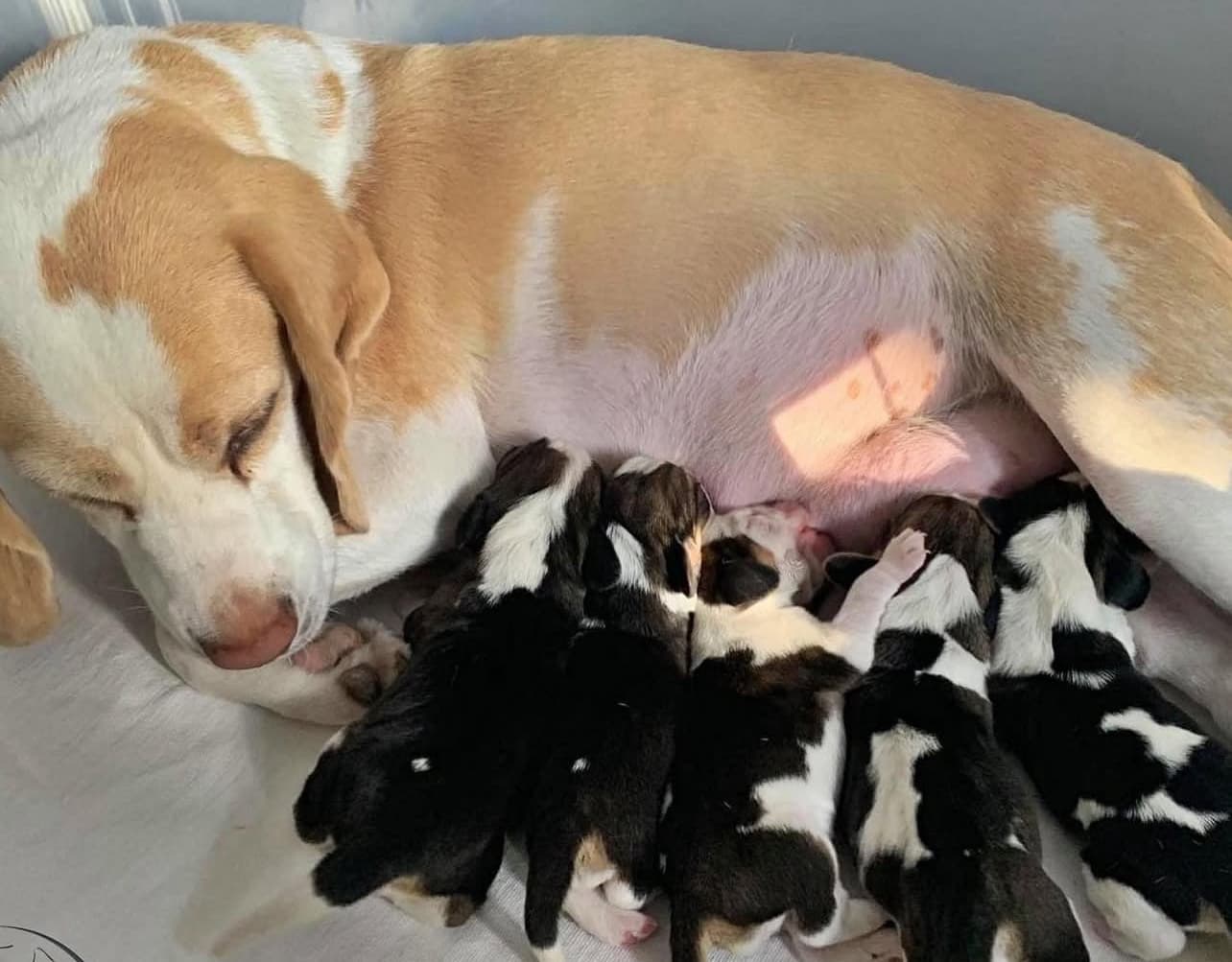 Beagle