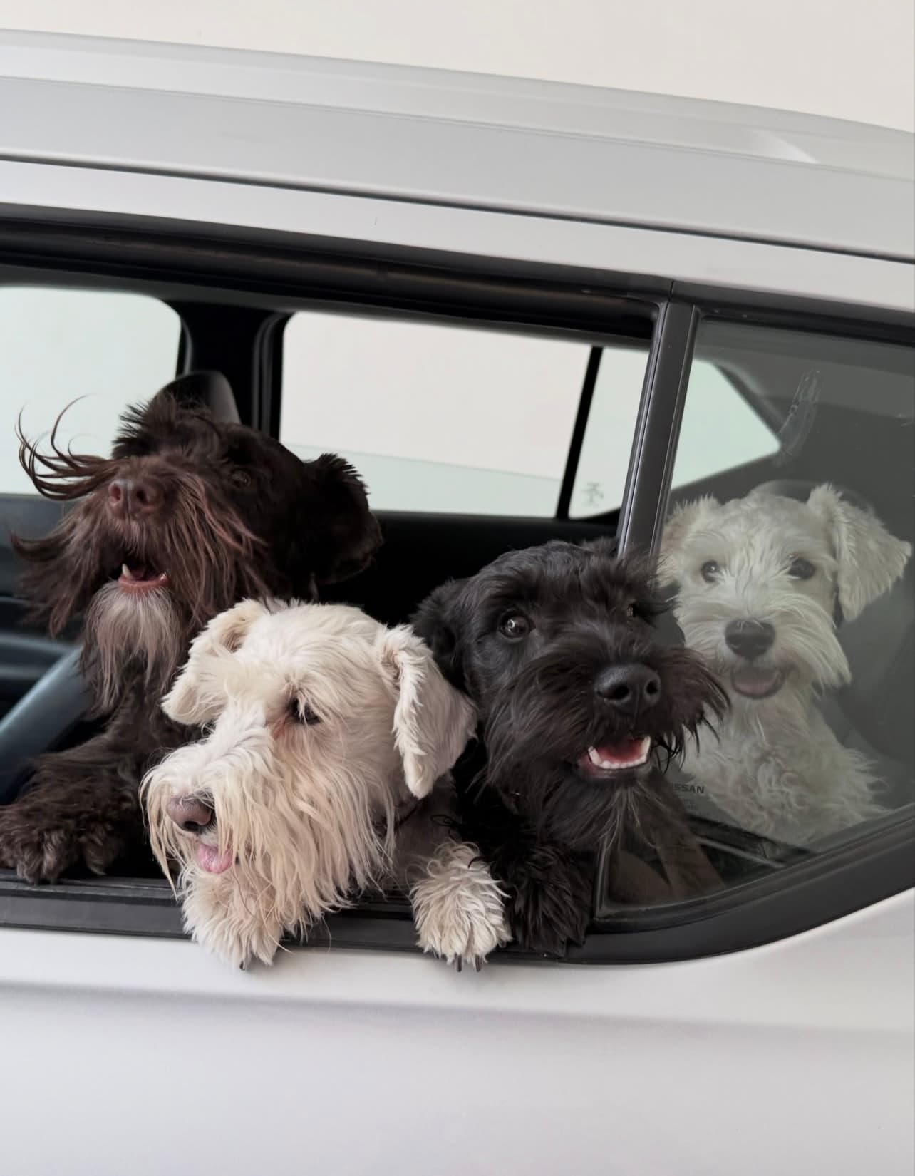 Miniature Schnauzer