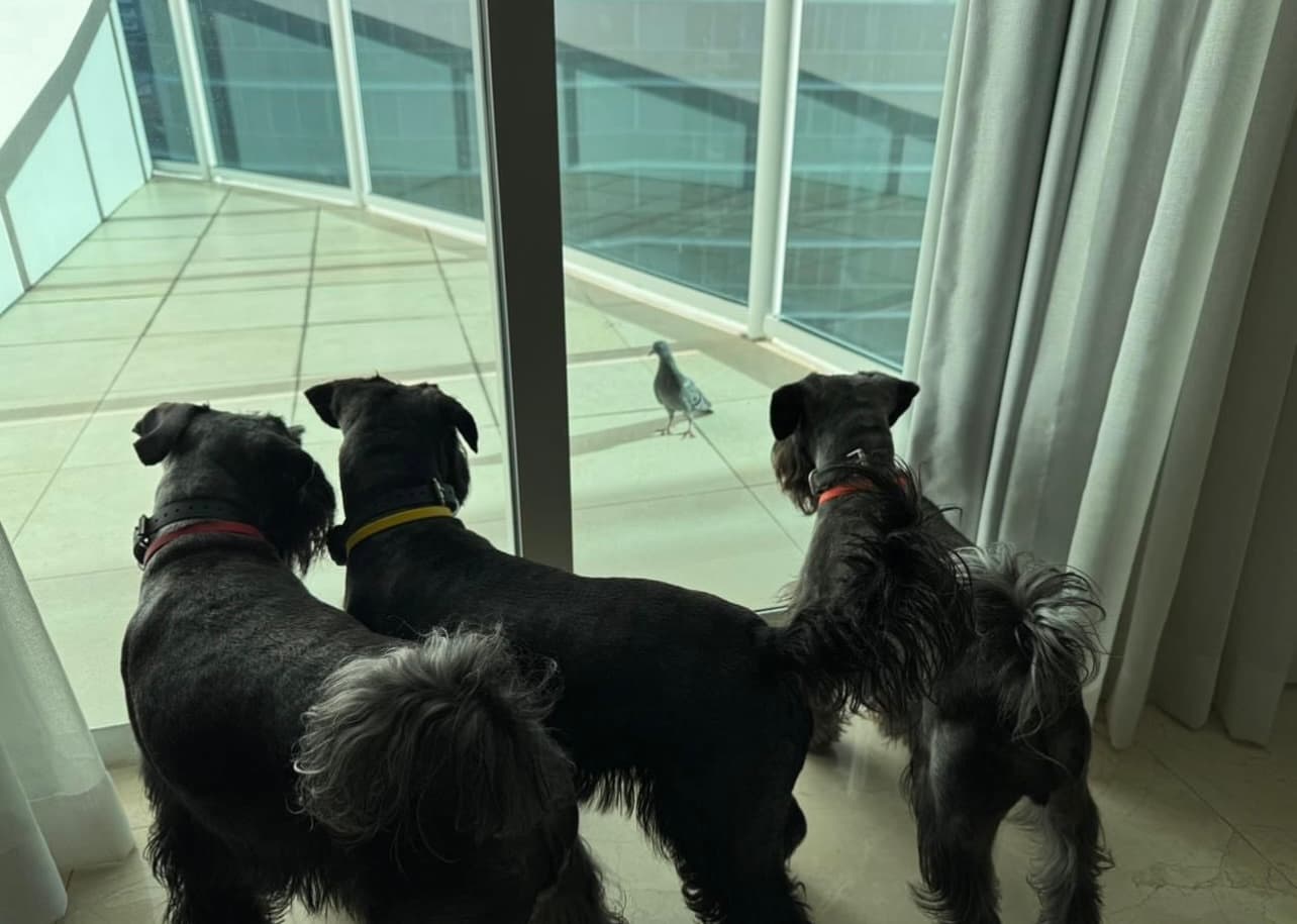 Miniature Schnauzer