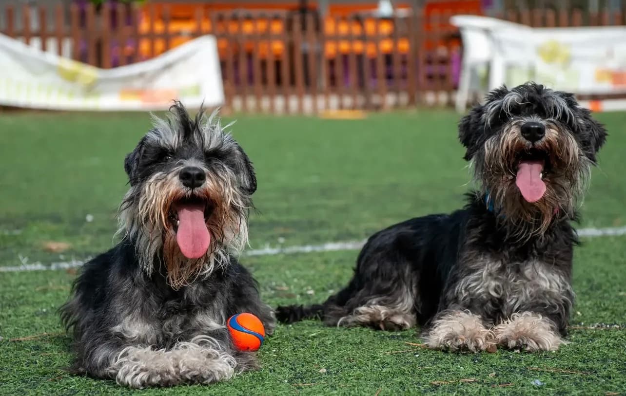 Miniature Schnauzer