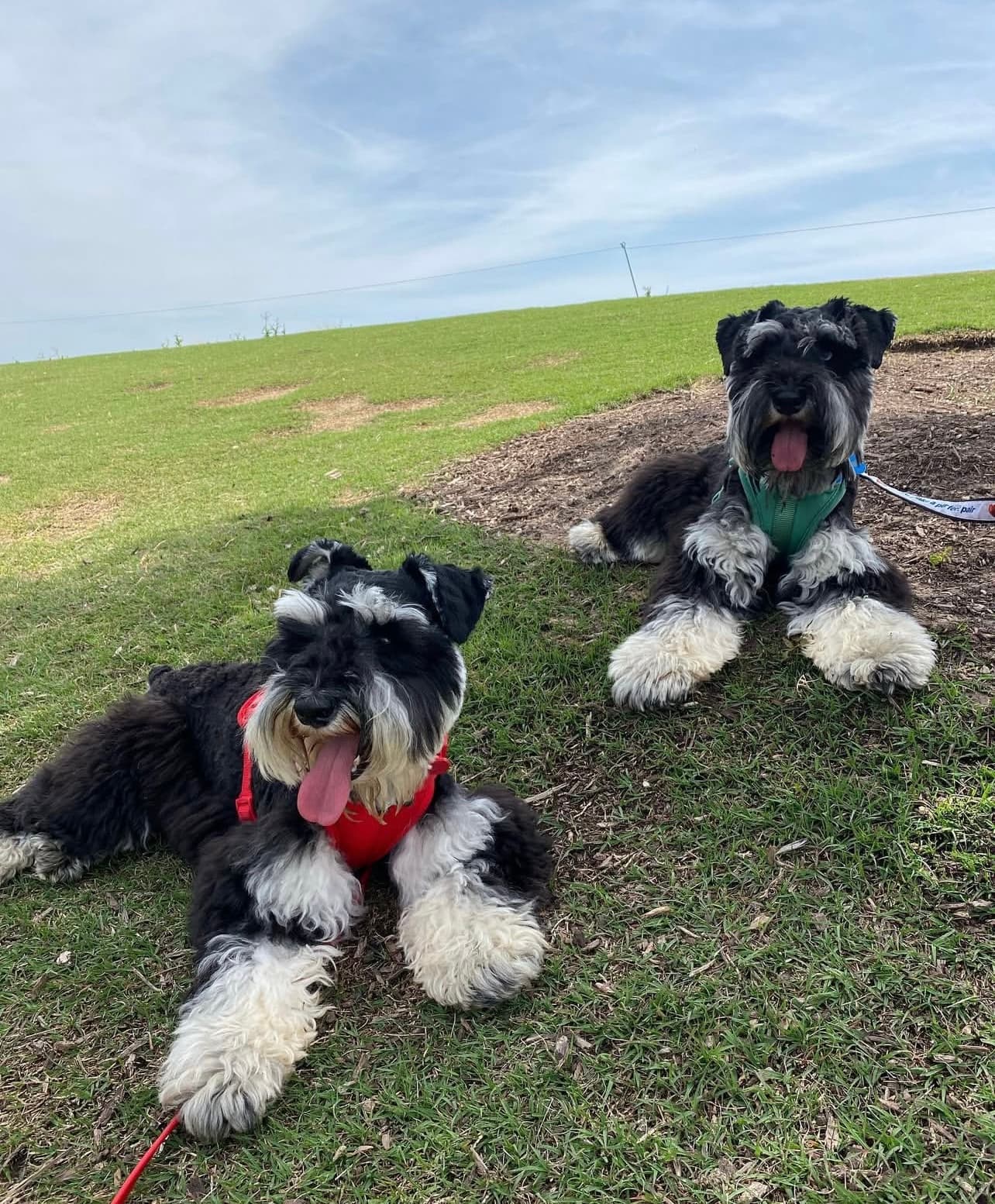Miniature Schnauzer