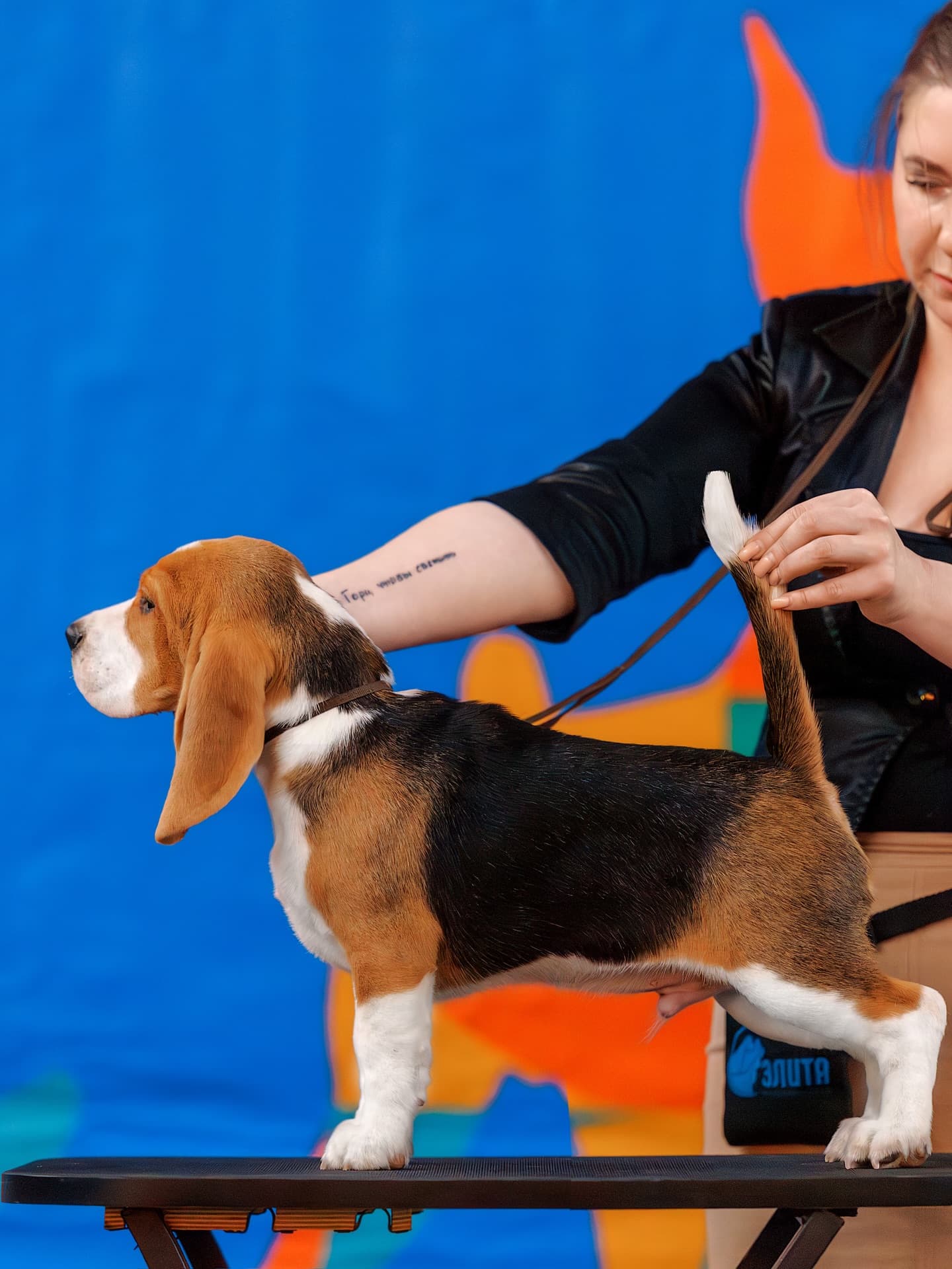 Beagle