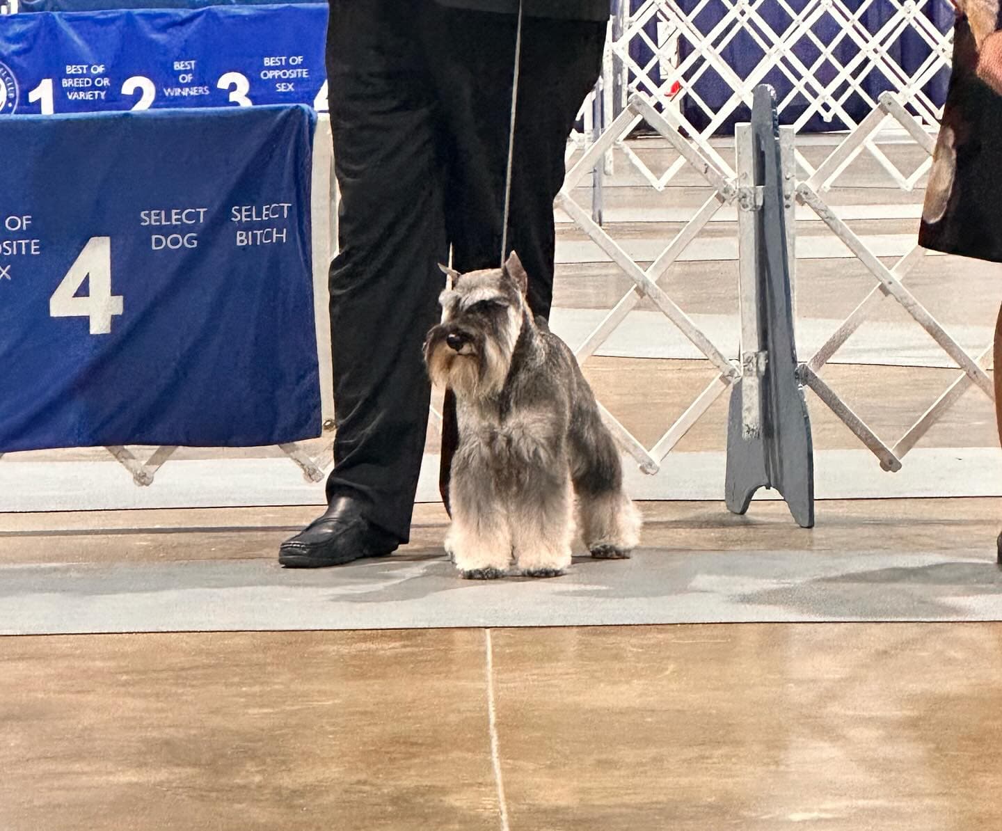Miniature Schnauzer