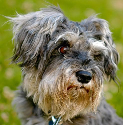 Miniature Schnauzer