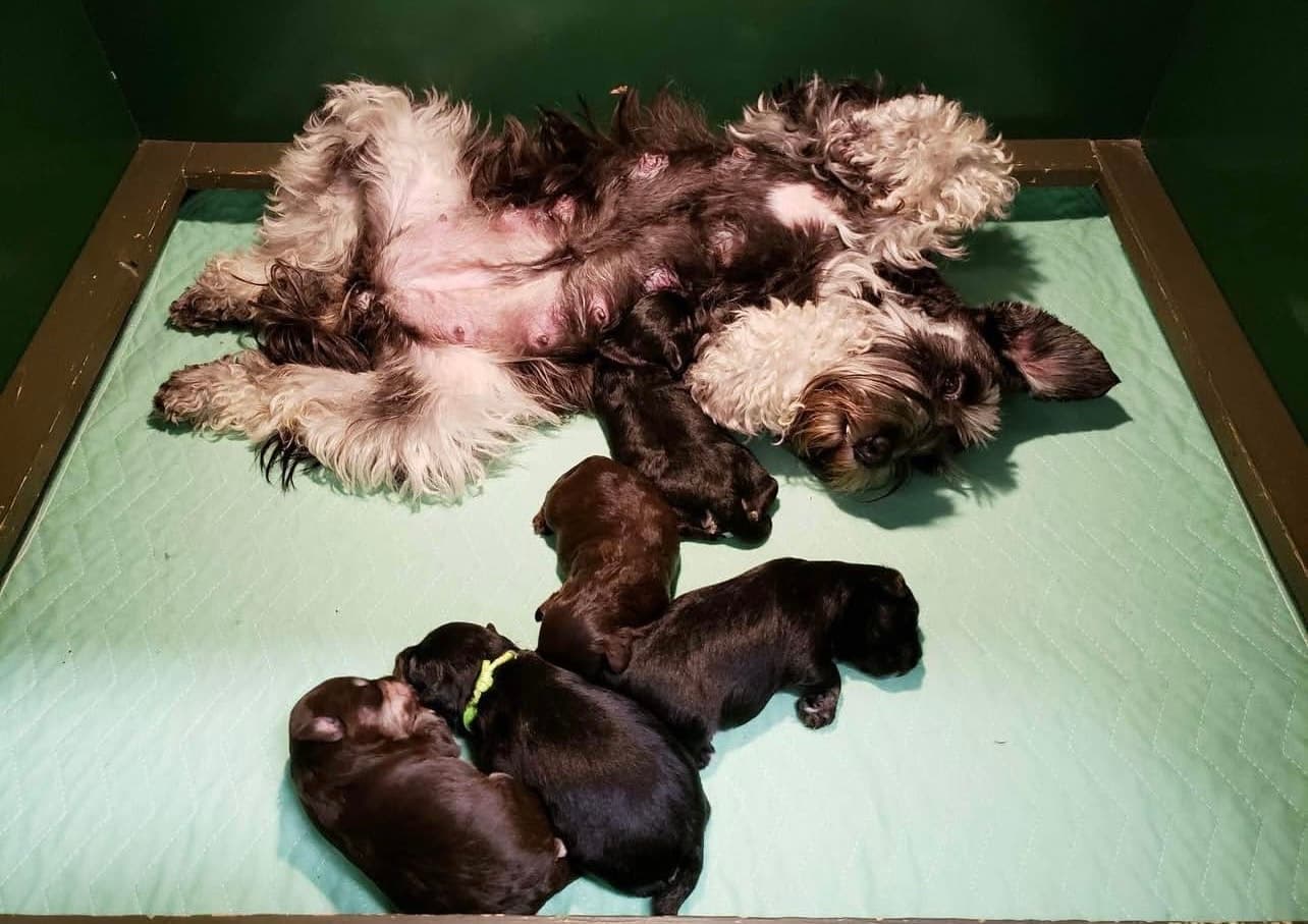 Miniature Schnauzer