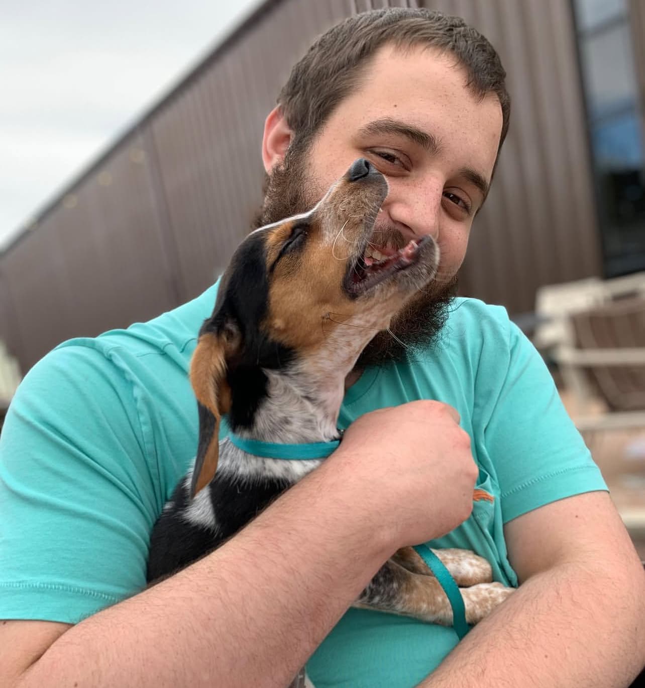 Beagle