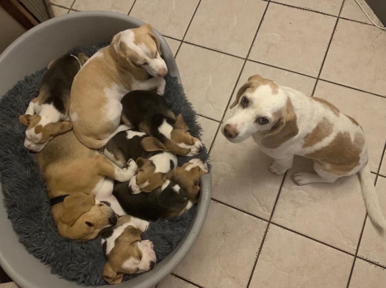 Our Beagle puppies 1