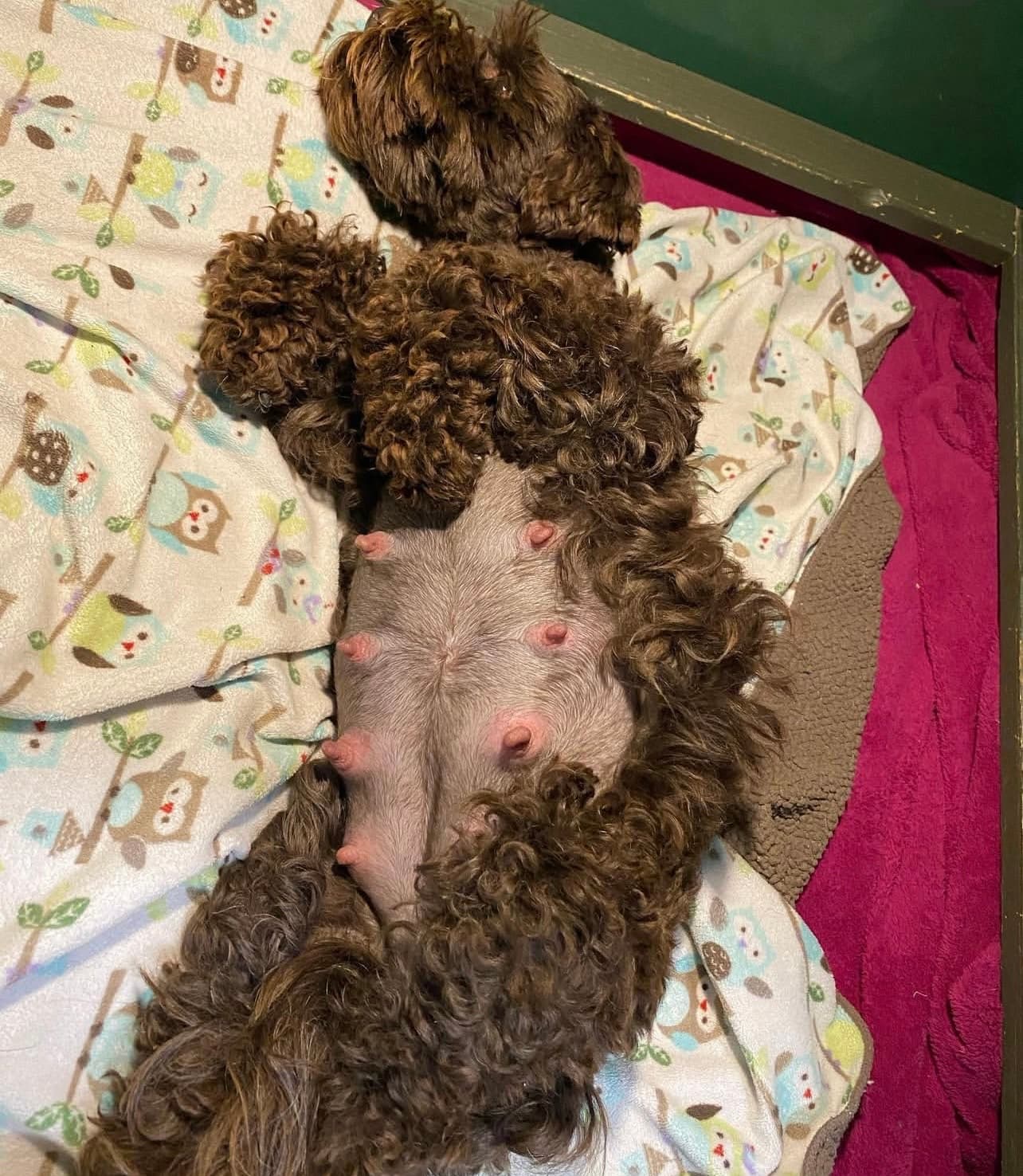 Our Schnauzer puppies 1
