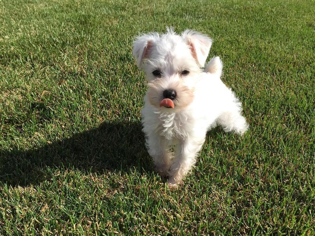 OLIVER photo 1